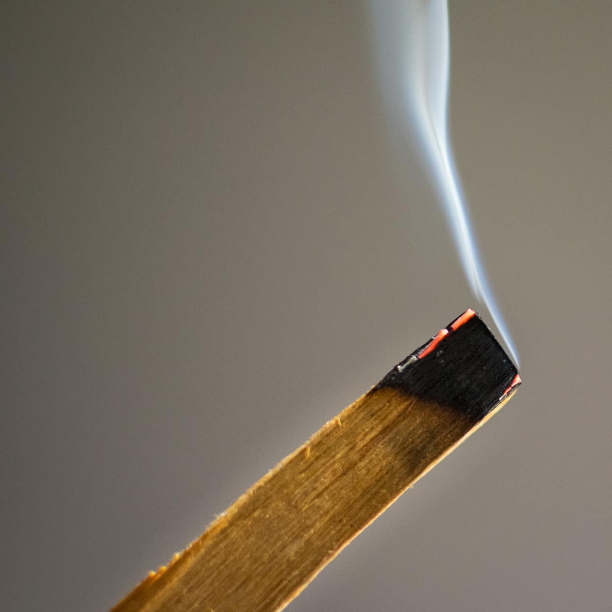 A lit stick of palo santo wood smoking.